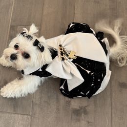 Maltese Puppies from The Royal Furbabies