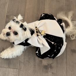 Maltese Puppies from The Royal Furbabies