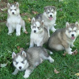 Pomsky and Siberian Husky Puppies from Hudson’s Huskies & Pomskies