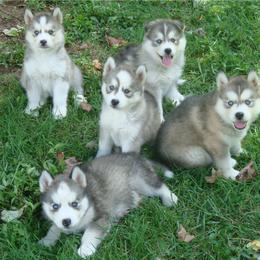 Pomsky and Siberian Husky Puppies from Hudson’s Huskies & Pomskies