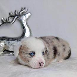 Lucy - Sable merle and white female American Corgi puppy in Clarksville, Tennessee from Cold Creek Family Farm LLC