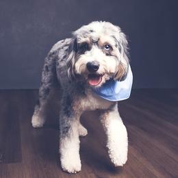 Nola - Bernedoodle