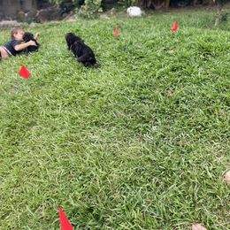 German Shepherd Puppies from Oahu German Shepherds