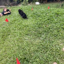 German Shepherd Puppies from Oahu German Shepherds
