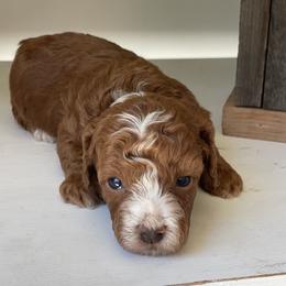 Blaze (Blue Collar) - Red  male Poodle puppy in Ogden, Utah from Bells Poodles
