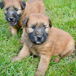 Spruce - Wheaten male Soft Coated Wheaten Terrier puppy in Kirksville, Missouri from Ironwood Ridge Kennels