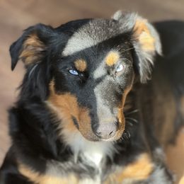 Adira - Australian Shepherd