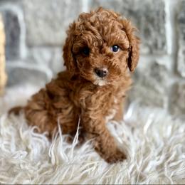 Big Red - Red male Cavapoo puppy in Natural Bridge, Virginia from Padgetts Hill Puppies
