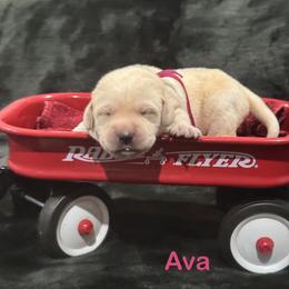 Ava - Yellow female Labrador Retriever puppy in Tigard, Oregon from Morrison Labrador Retreivers