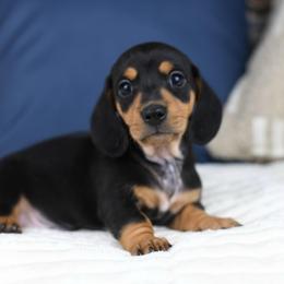 Rex - Black and tan male Dachshund puppy in Fredonia, Arizona from Kaibab Dachshunds