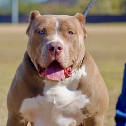 Denali - American Bully