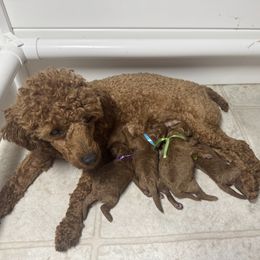 Poodle and West Highland White Terrier Puppies from JJs Puppies of the Carolinas