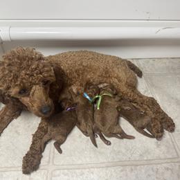 Poodle and West Highland White Terrier Puppies from JJs Puppies of the Carolinas