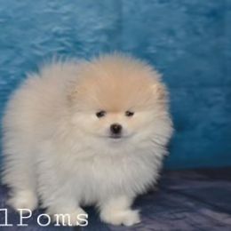 Pomeranian Puppies from Royal_poms