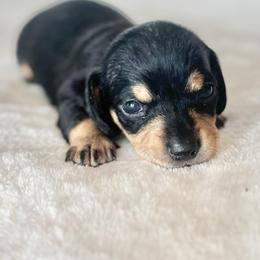 Boy 4 - Black and cream male Dachshund puppy in Ackerly, Texas from Silver Dach Farms