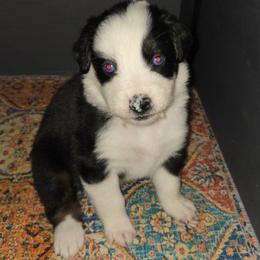 Jingle - Black tri-color female Australian Shepherd puppy in Washington from Arbor hill Australian Shepherds