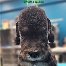 Fiyero - Blue and tan male Bedlington Terrier puppy in Rincon, Georgia from Prismic Bedlington Terriers
