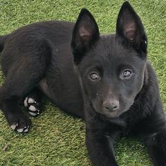 Girl 3 - Australian Kelpie puppy in White City, Oregon from Walkabout Australian Kelpies and Rat Terriers