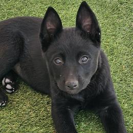 Girl 3 - Australian Kelpie puppy in White City, Oregon from Walkabout Australian Kelpies and Rat Terriers