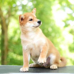 Yoshi - Red Boy - Red male Shiba Inu puppy in Neosho, Missouri from Sunny Terrace Shibas