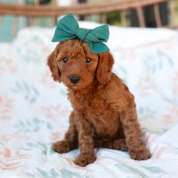 Kit - Red  female Goldendoodle puppy in Wake Forest, North Carolina from Dreamcoat Doodles