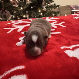 Male 1 - Chocolate male Pomsky puppy in Bucyrus, Missouri from Hill Top Pomskies