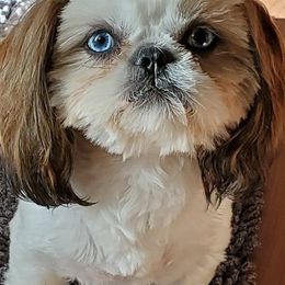 Butters - Shih Tzu
