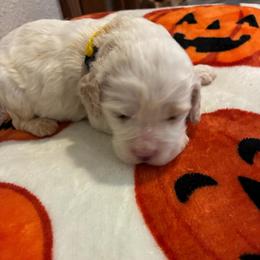 Jude - Cream male Cockapoo puppy in Brookings, South Dakota from Hofer Pups