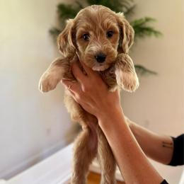 Cherry - Apricot female Goldendoodle puppy in Kenansville, North Carolina from J+A Family Doodles