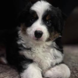 Marty - Black & white male Miniature Australian Shepherd puppy in Prairie City, Oregon from Mini Aussies