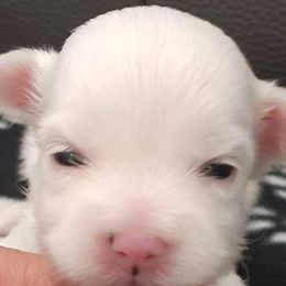 Yorkshire Terrier Puppies from 3Hpartiyorkies