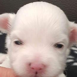 Yorkshire Terrier Puppies from 3Hpartiyorkies