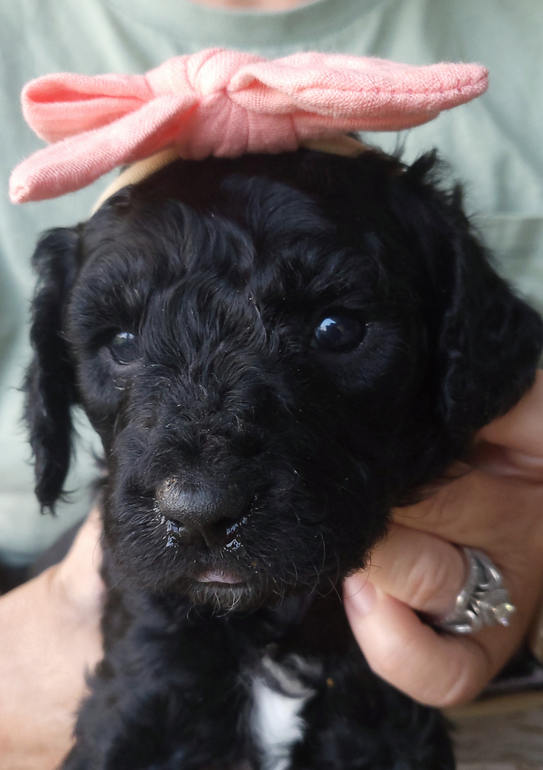 Goldendoodle Puppies from Honey's Bunches