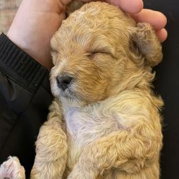 Peach - Cream female Cavapoo puppy in Greer, South Carolina from Palmetto Companion Puppies