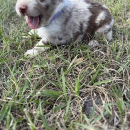 Lucy - Red merle female Australian Shepherd puppy in Orlando, Florida from Skaky Shepherds