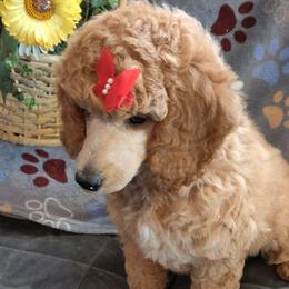 Rosie - Apricot female Poodle puppy in Baltimore, Maryland from Mystic Woods Poodles where Moten size poodles is our passion.