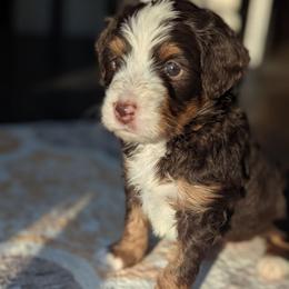 Brown - Tri-color male Bernedoodle puppy in Connecticut from Valley View Doodles