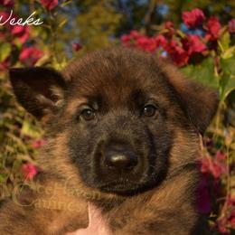 Red Collar - Sable male German Shepherd puppy in Orlando, Florida from AceHaven Canines