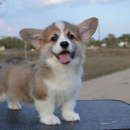 Simba - Sable male Pembroke Welsh Corgi puppy in Edna, Texas from MG Corgis