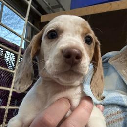 Chocolate dapple pie - Piebald male Dachshund puppy in Spicer, Minnesota from Arrow Valley