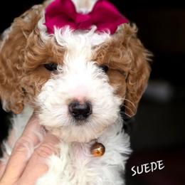 Suede - Parti female Goldendoodle puppy in Vernon, Texas from Sugarland's Texas Goldendoodles