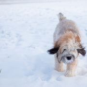 Bernedoodles, Goldendoodles, and Whoodles from Fleury Farm Doodles NC