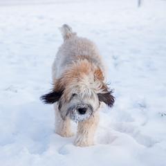 Bernedoodles, Goldendoodles, and Whoodles from Fleury Farm Doodles NC