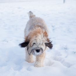 Bernedoodles, Goldendoodles, and Whoodles from Fleury Farm Doodles NC