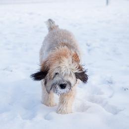 Bernedoodles, Goldendoodles, and Whoodles from Fleury Farm Doodles NC