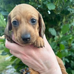 Abby - Red female Dachshund puppy in Thornton, Colorado from Donna’s Dachshunds