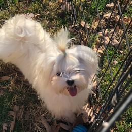 Sparkle - Maltese