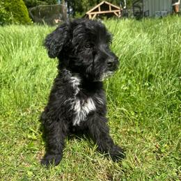 Rex - Black and white male Portuguese Water Dog puppy in Battle Ground, Washington from Purely Opal