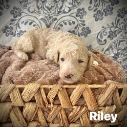 Riley - Cream female Poodle puppy in Athens, Georgia from Alexander’s Standard Poodles