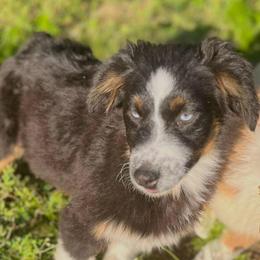 Scourge - Black tri-color male Australian Shepherd puppy in Albertville, Alabama from Salt Creek Aussies